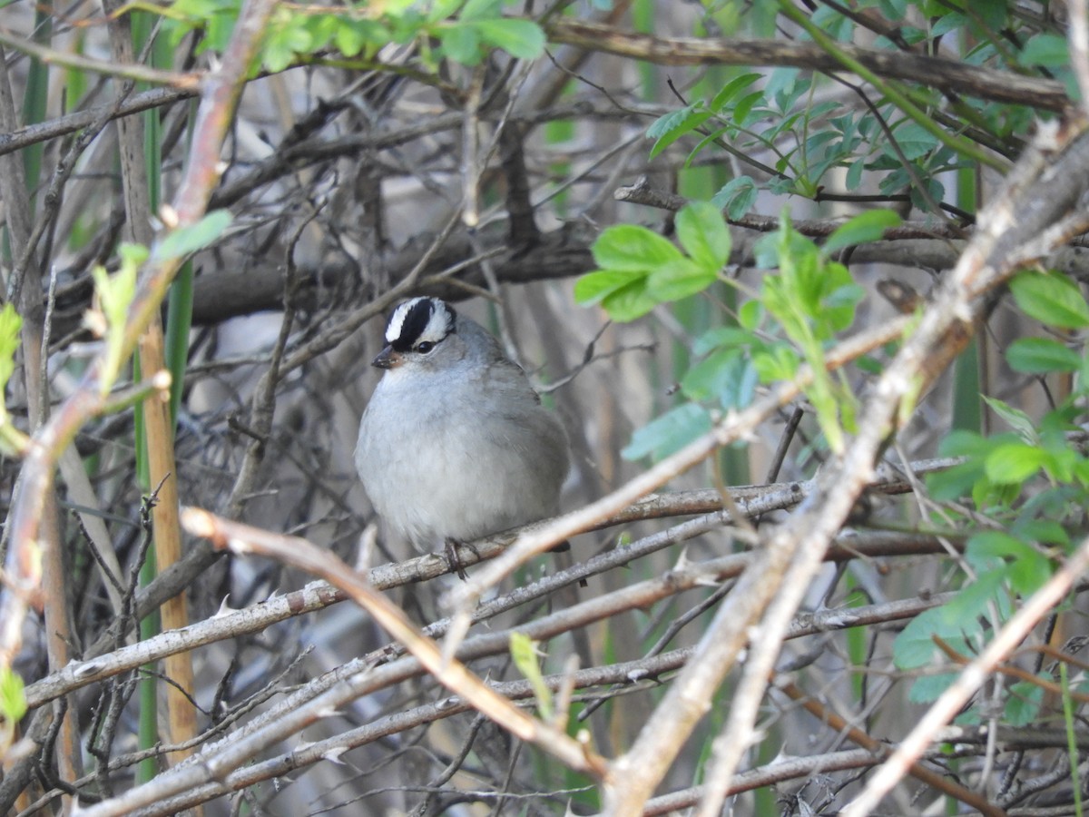 White-crowned Sparrow - Laura Markley