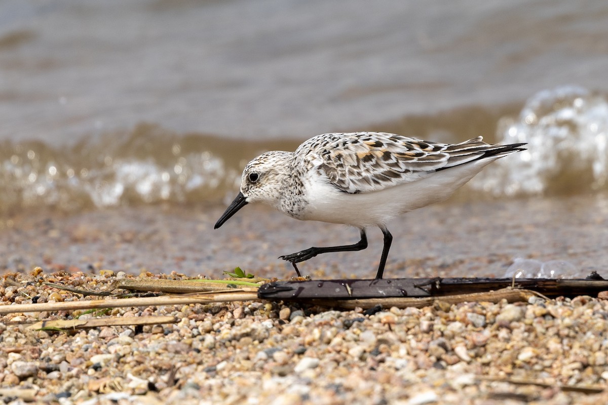 Sanderling - Colleen Childers