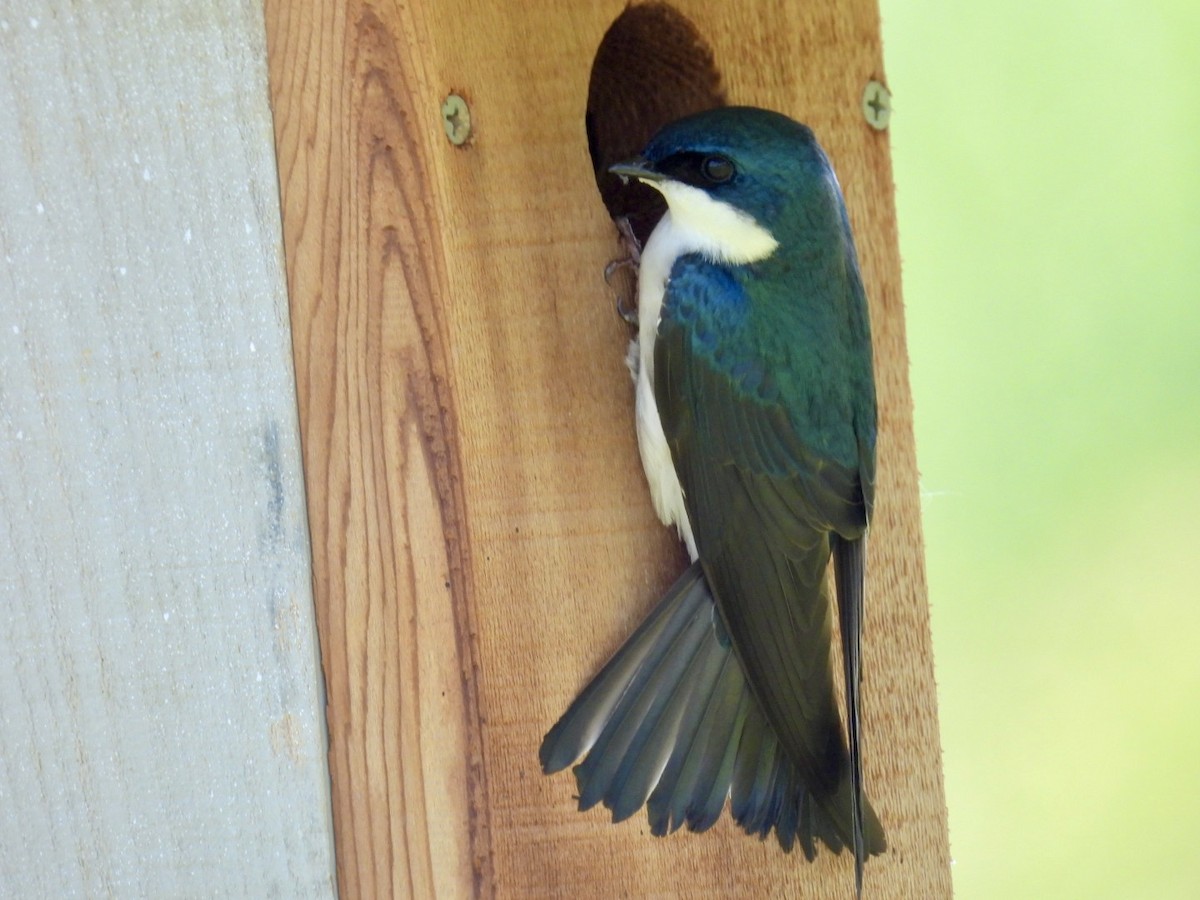 Tree Swallow - ML619005127