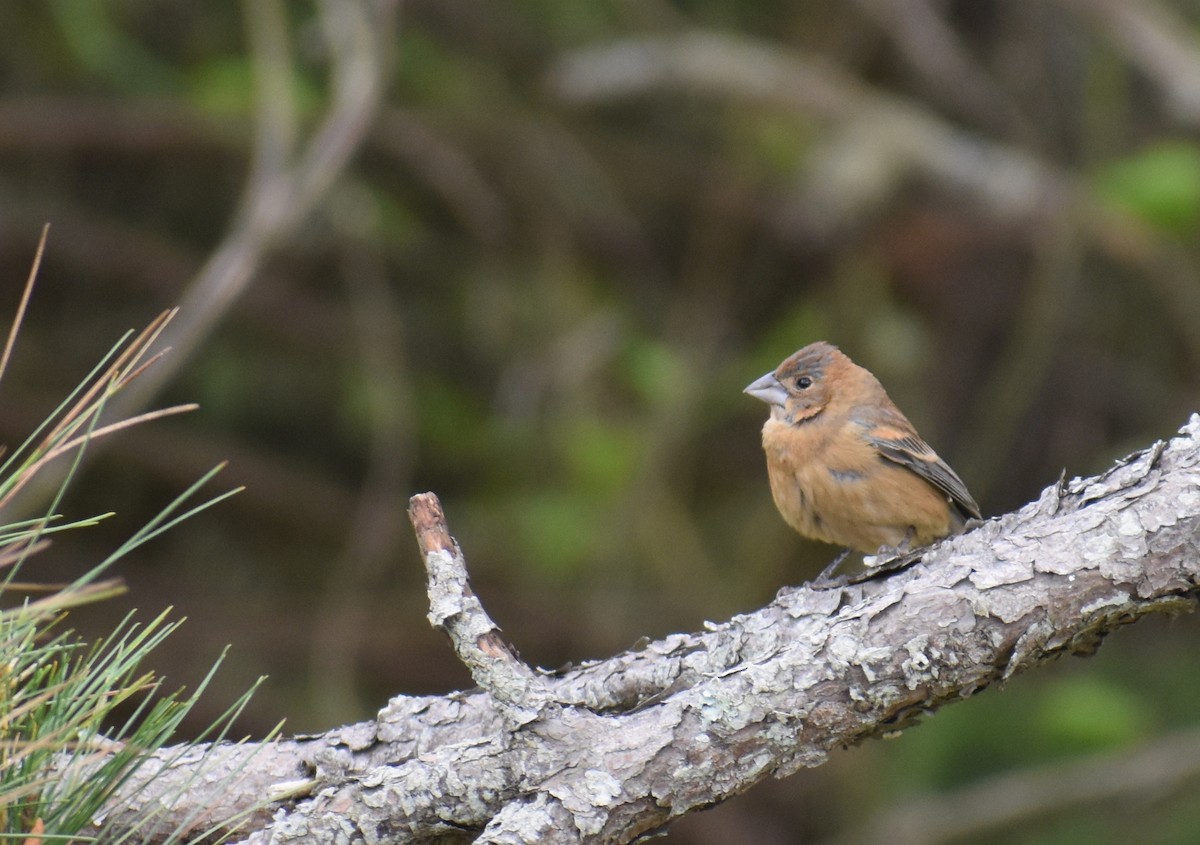 Blue Grosbeak - Sheryl Johnson