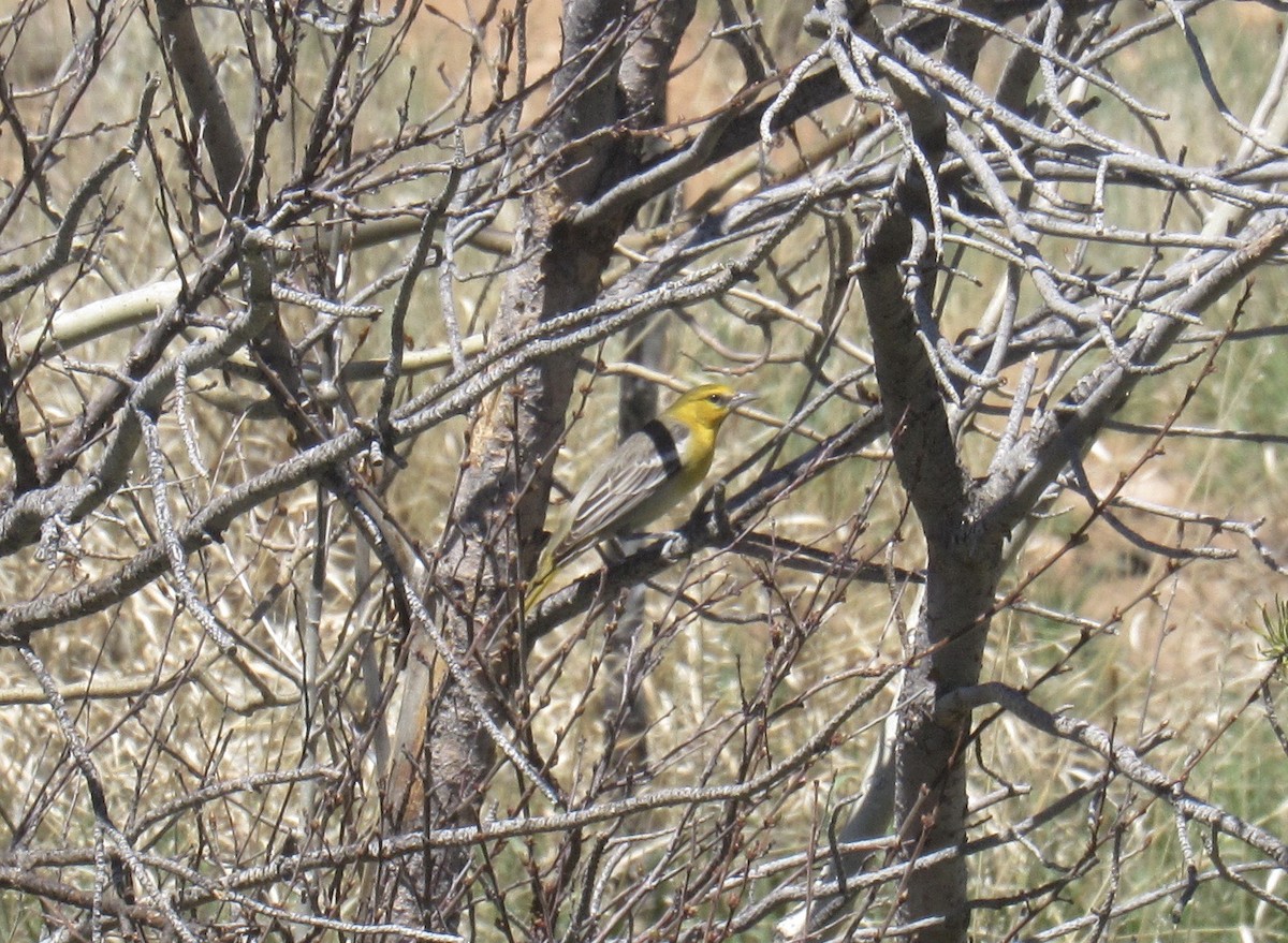 Bullock's Oriole - Laurel Armstrong