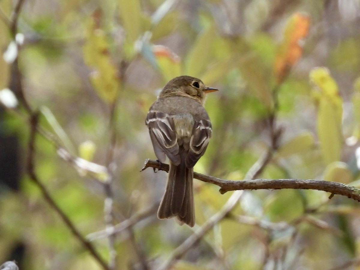 Buff-breasted Flycatcher - Bill Lisowsky