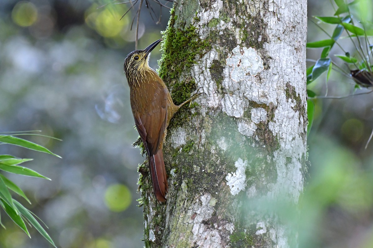 Scalloped Woodcreeper - ML619005156