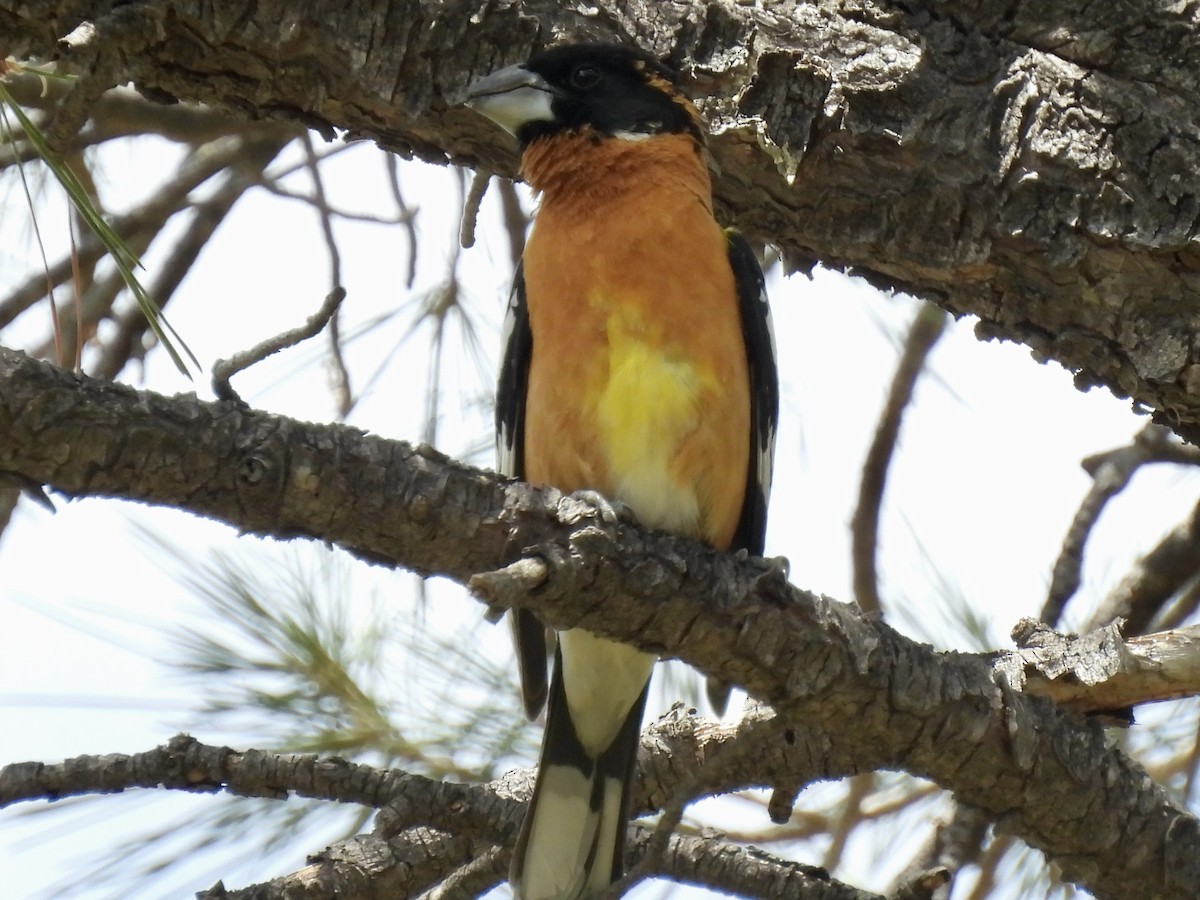 Black-headed Grosbeak - Bill Lisowsky