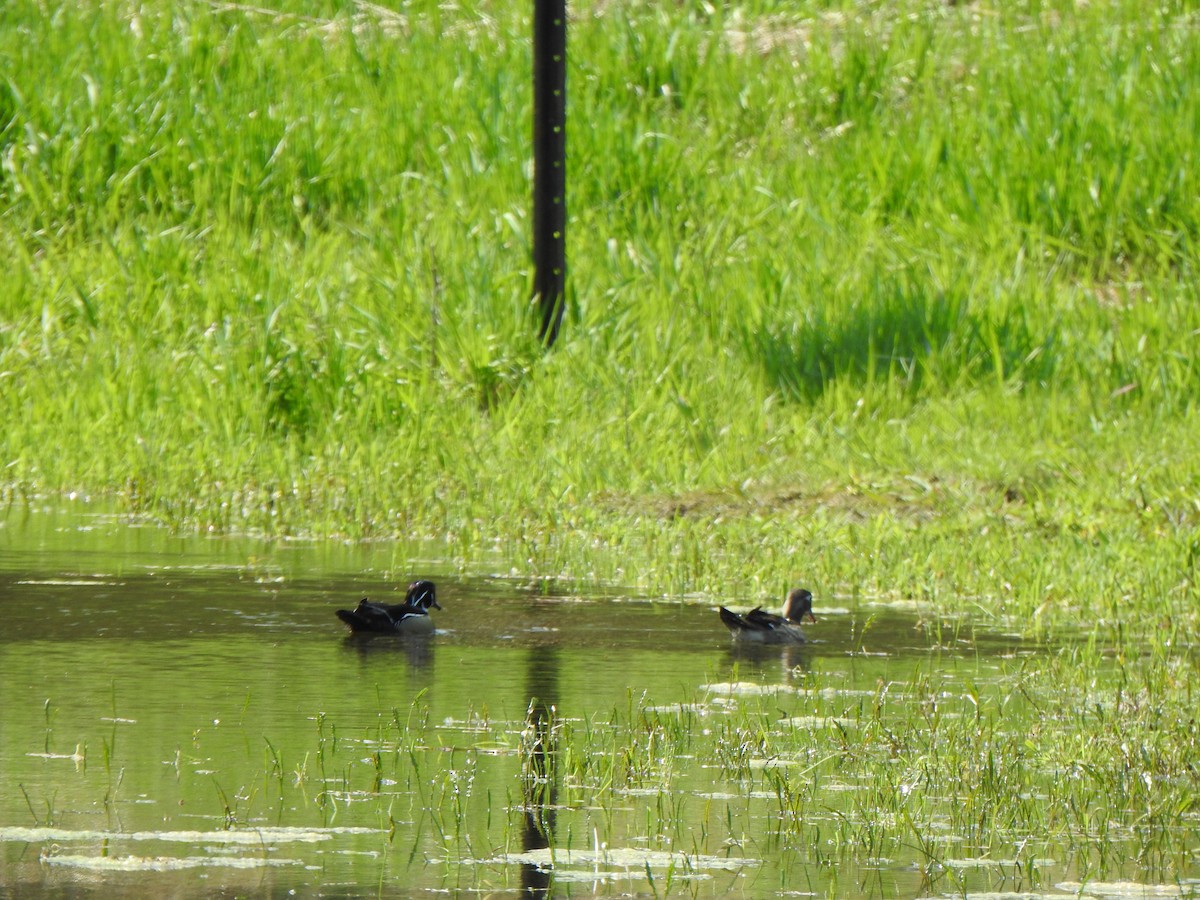 Wood Duck - Liren Varghese