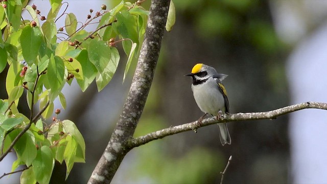 Golden-winged Warbler - ML619005175