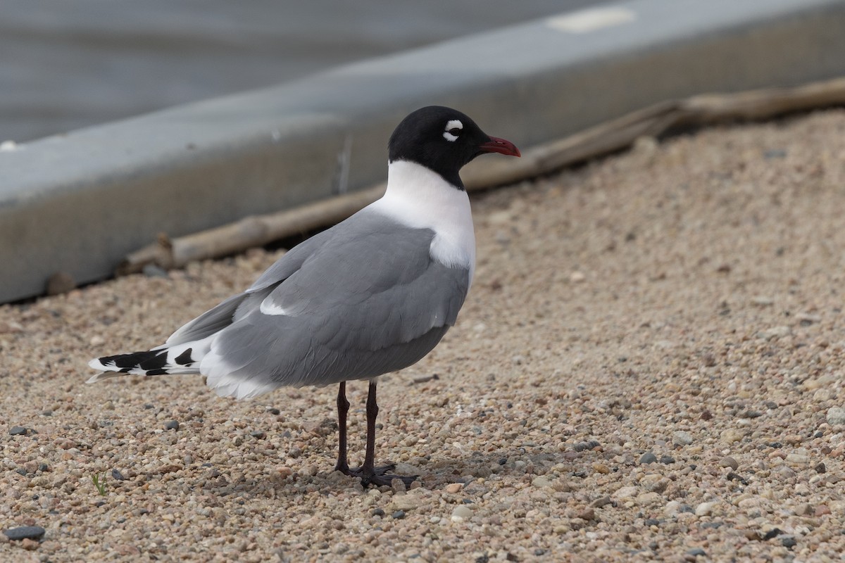 Franklin's Gull - Colleen Childers