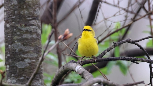 Blauflügel-Waldsänger - ML619005203