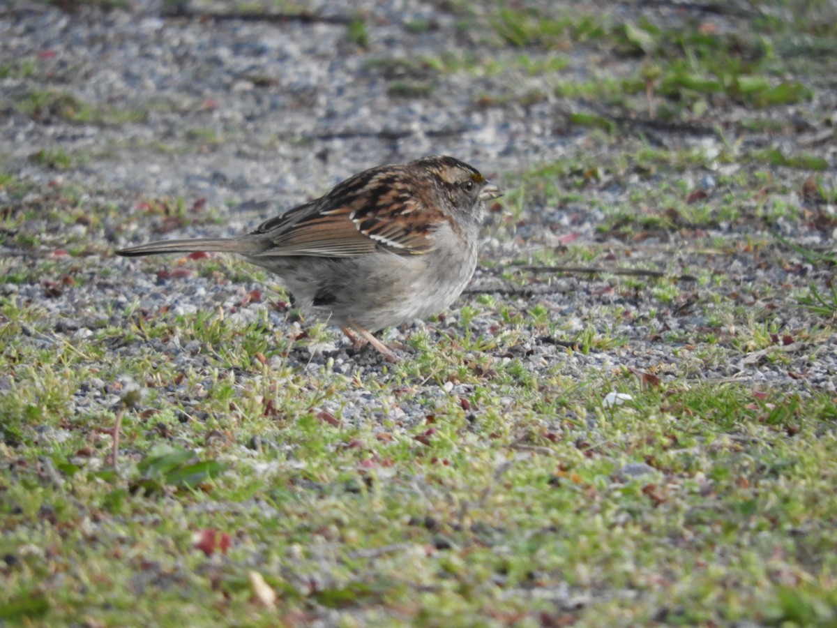 White-throated Sparrow - Laura Markley