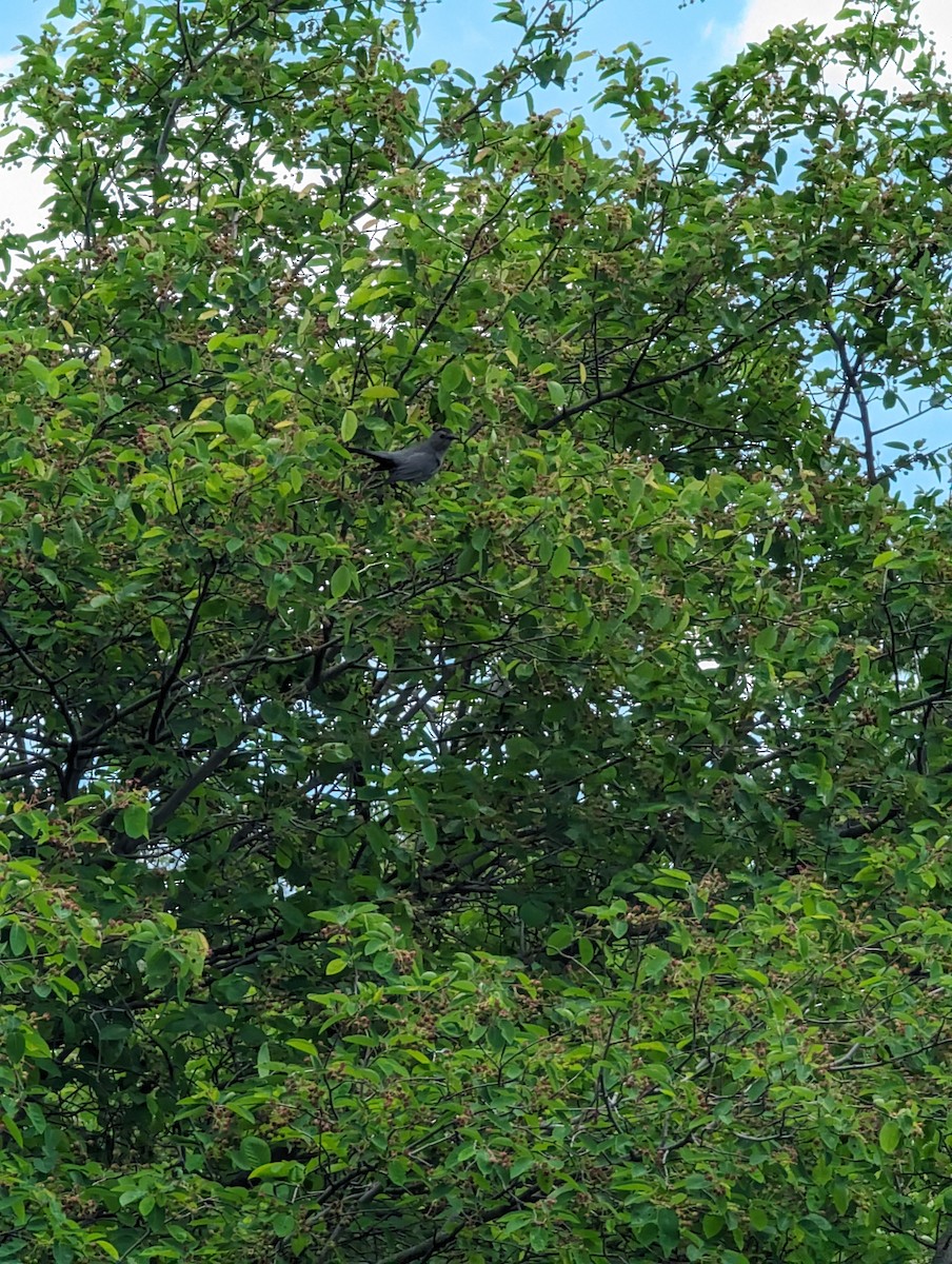 drozdec černohlavý - ML619005234