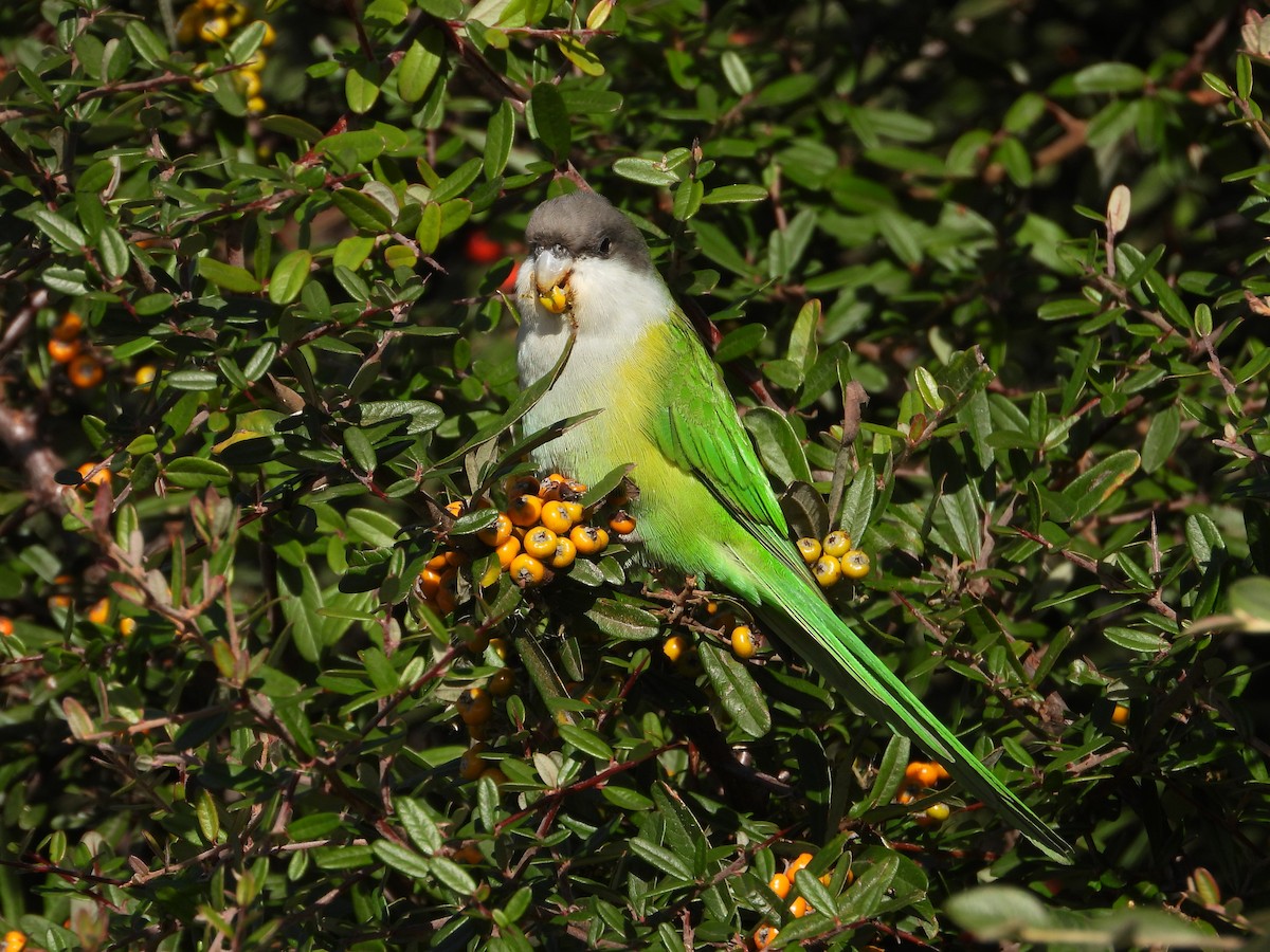 Gray-hooded Parakeet - ML619005255