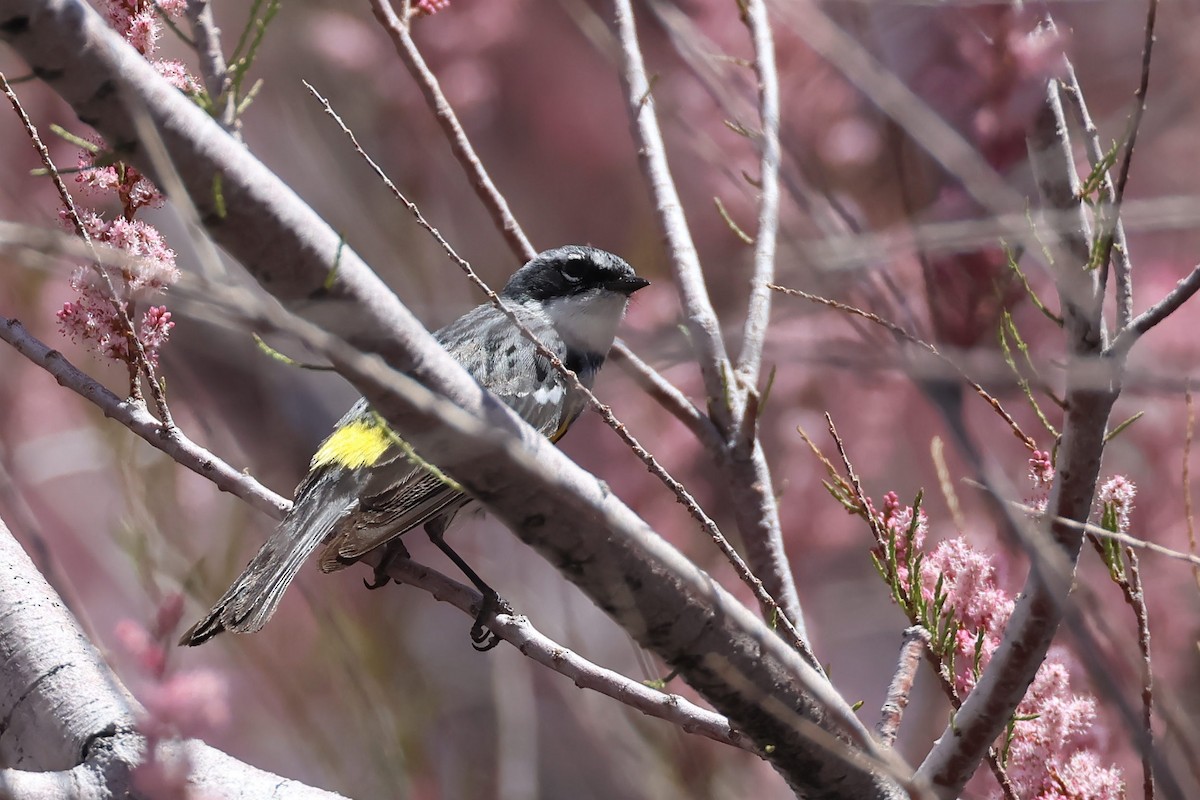 lesňáček žlutoskvrnný (ssp. coronata) - ML619005266