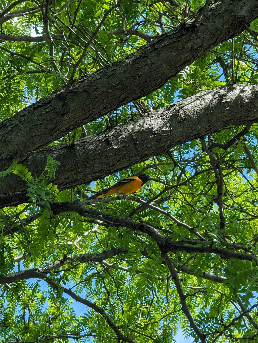 trupiál baltimorský - ML619005276