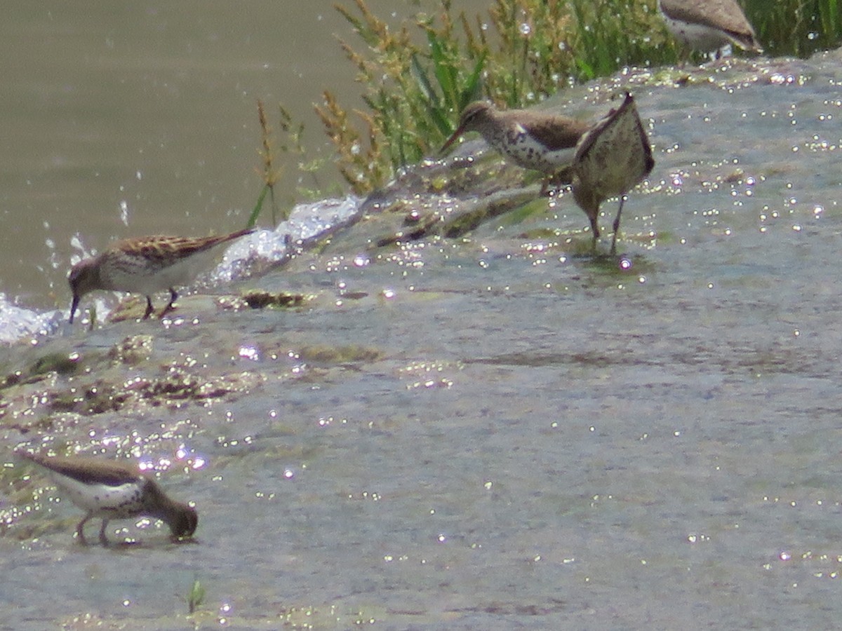 White-rumped Sandpiper - ML619005305