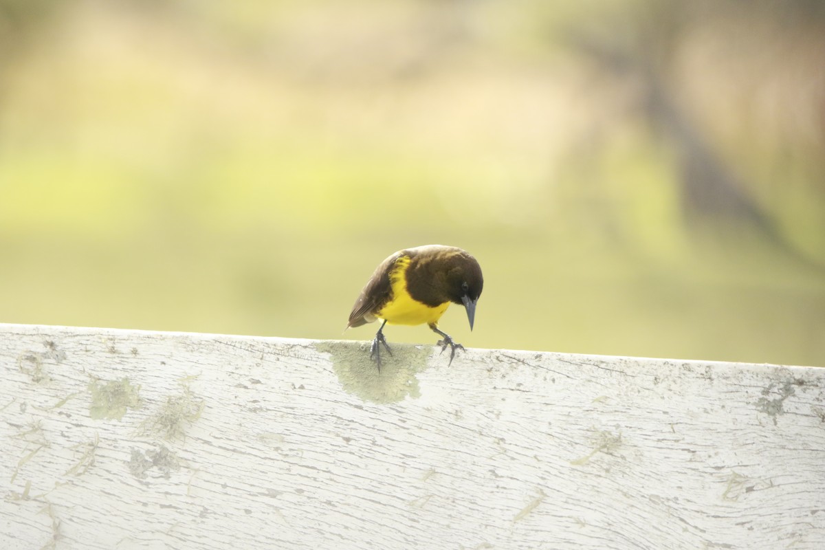 Brown-and-yellow Marshbird - Celina Emilia Iratchet