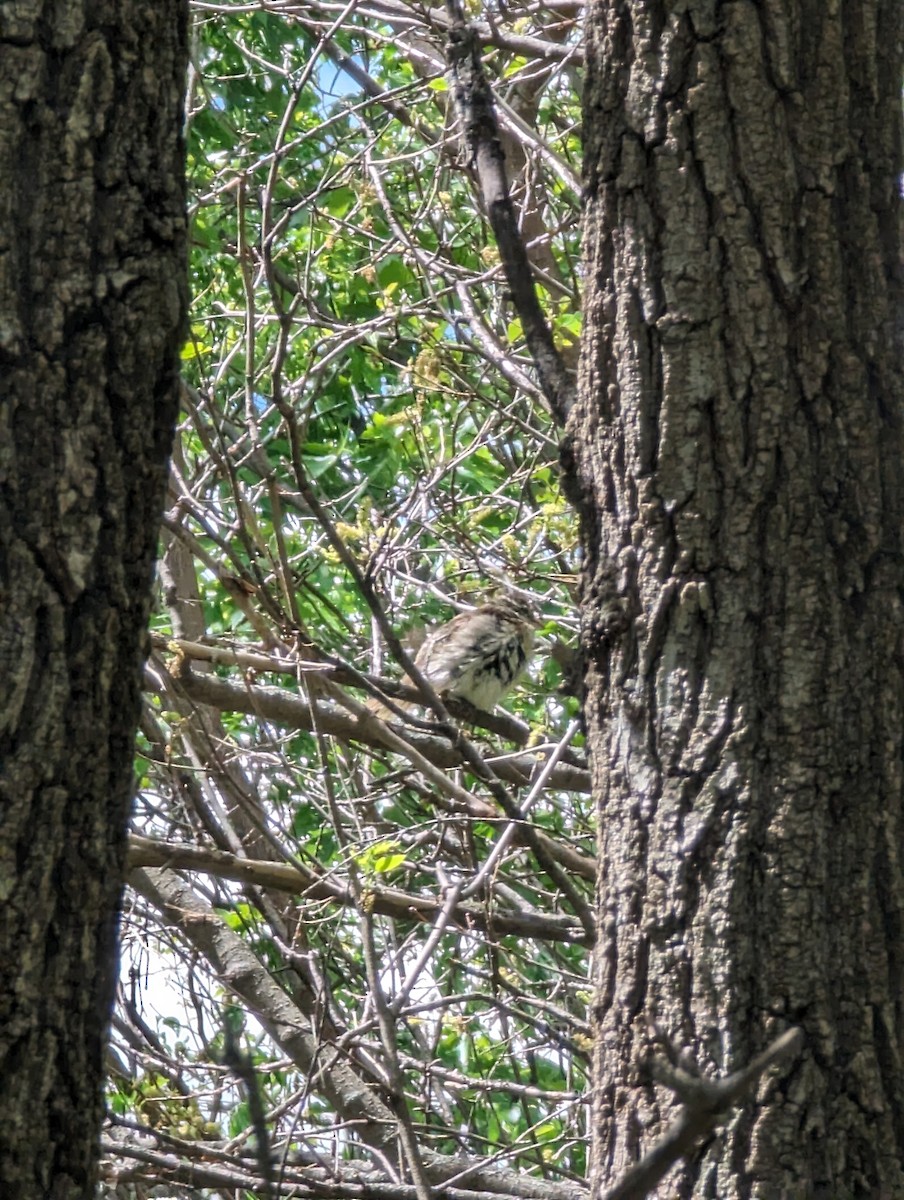 strnadec bělopásý - ML619005318