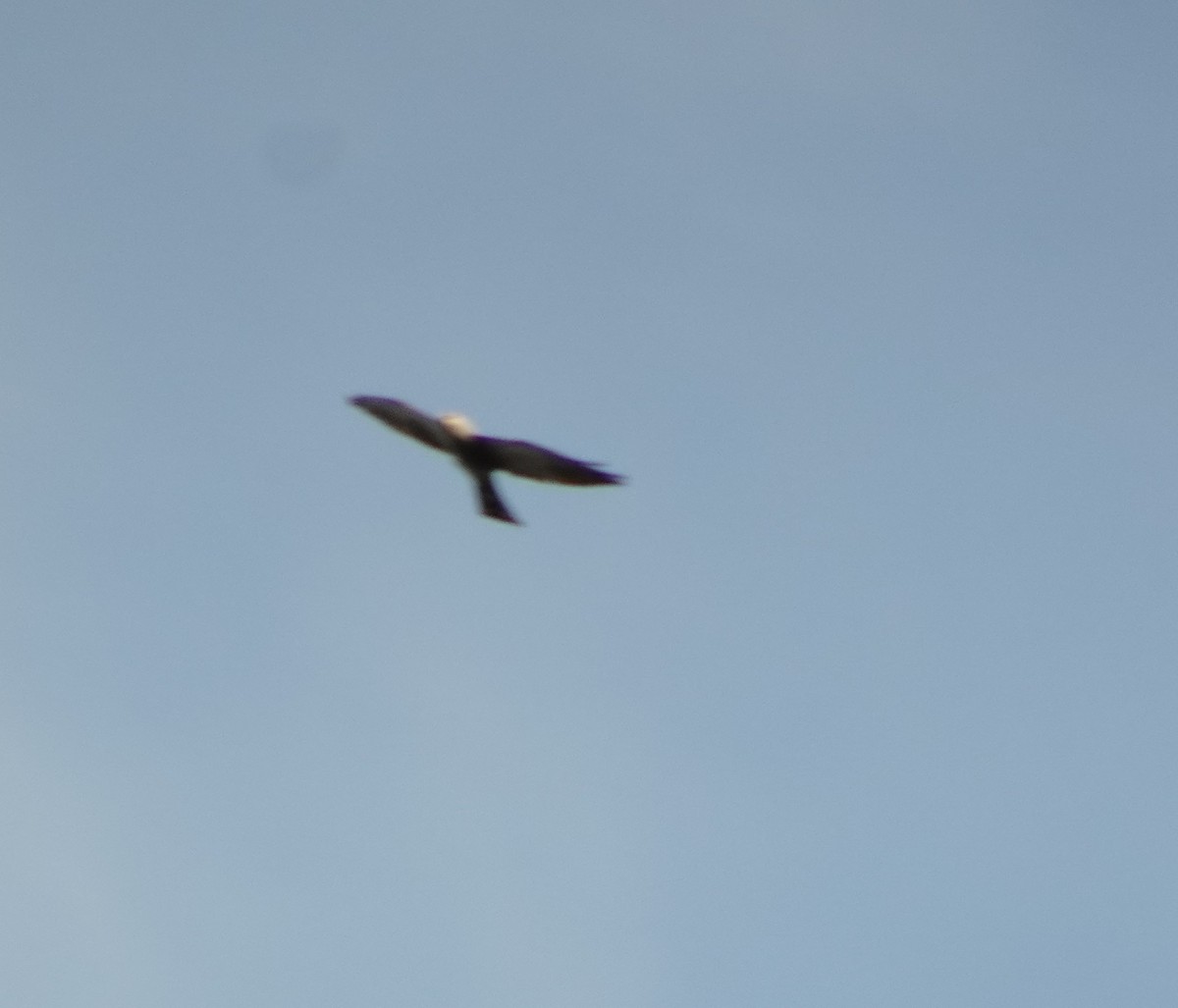 Mississippi Kite - Anonymous