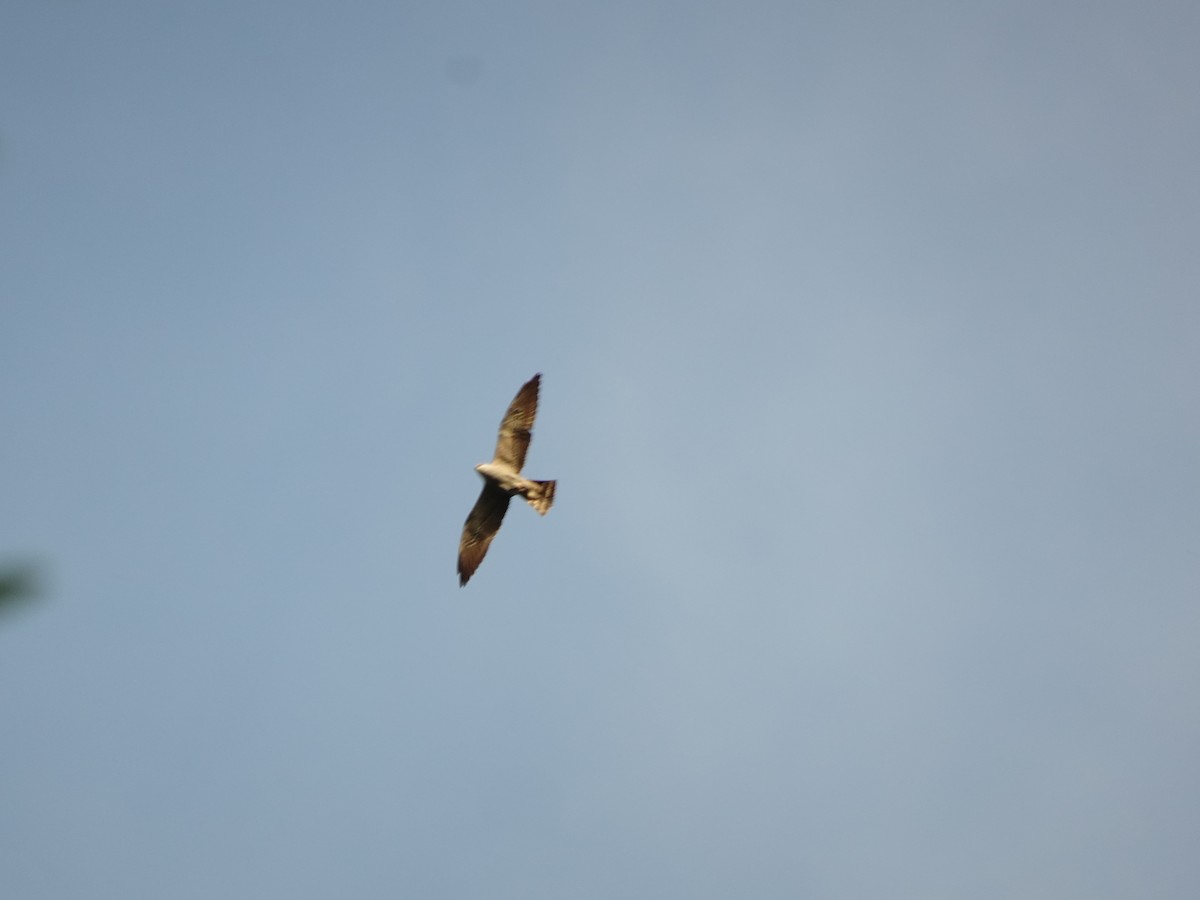 Mississippi Kite - ML619005335