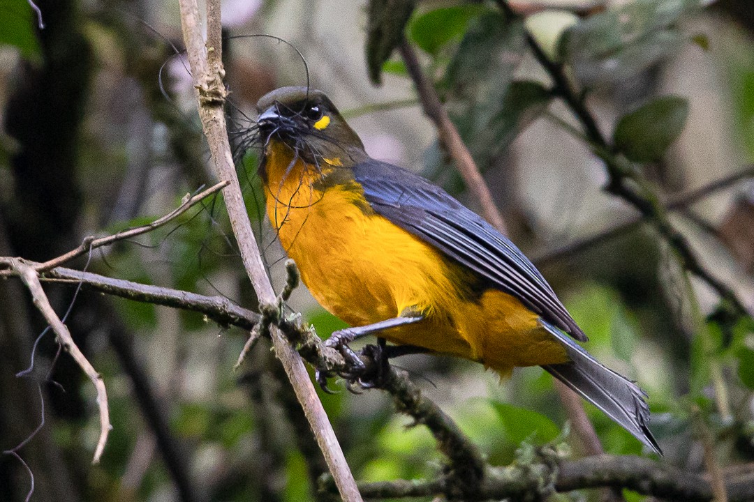 Lacrimose Mountain Tanager - Claudia Andrea Posada Palacio