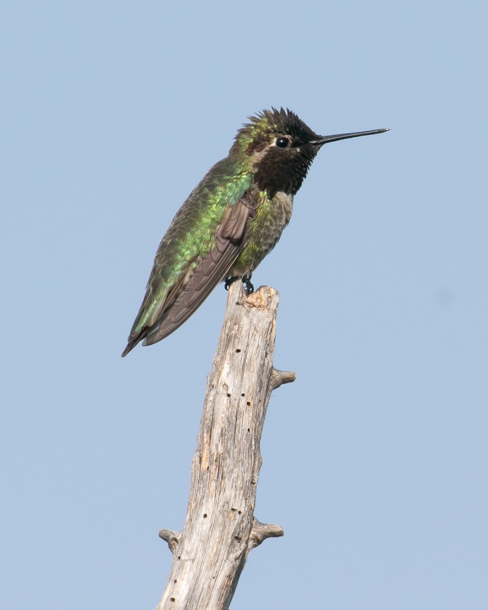 Anna's Hummingbird - Chris Tosdevin