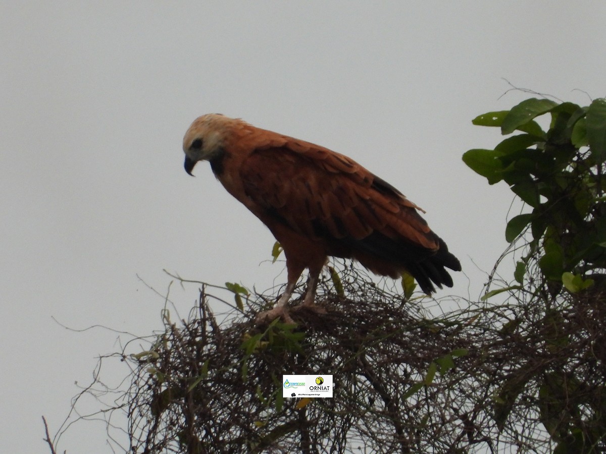 Black-collared Hawk - ML619005343