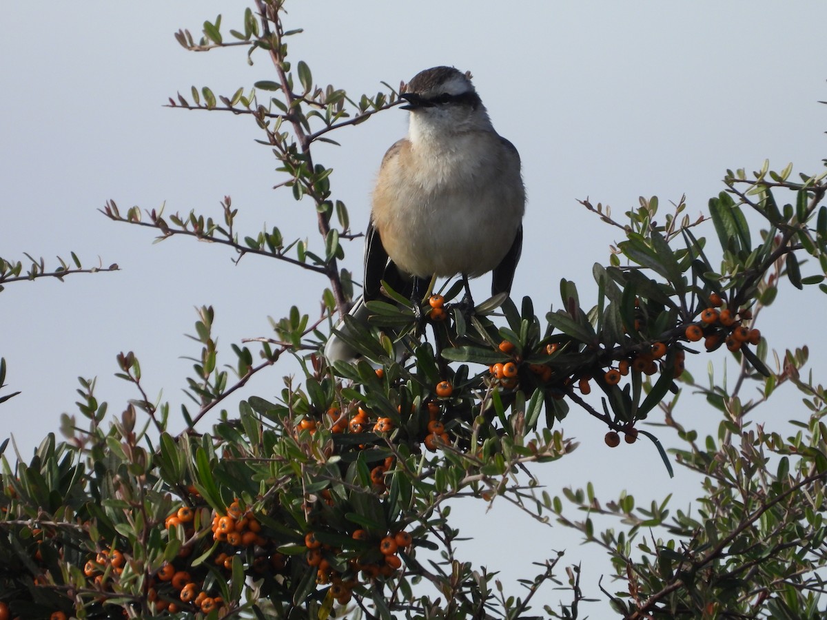 White-banded Mockingbird - Más Aves
