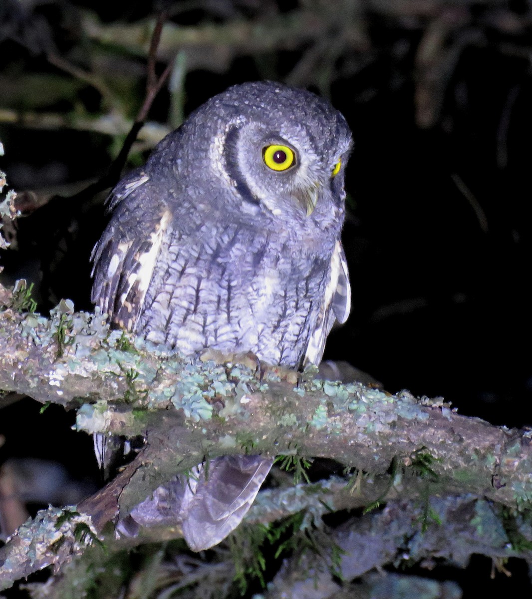 Tropical Screech-Owl - ML619005374