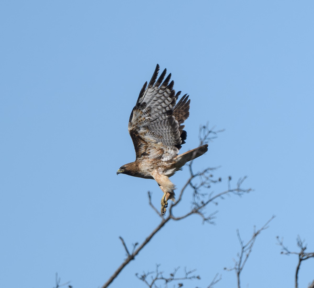 Red-tailed Hawk - ML619005376