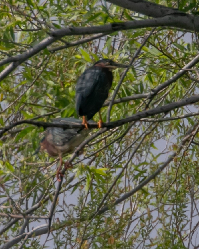 Green Heron - Chris Tosdevin