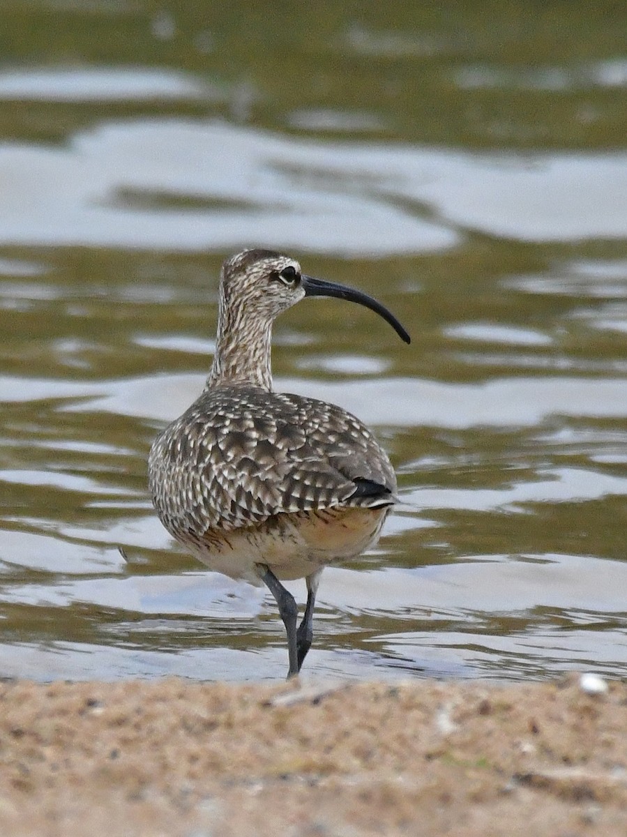 Whimbrel - ML619005397