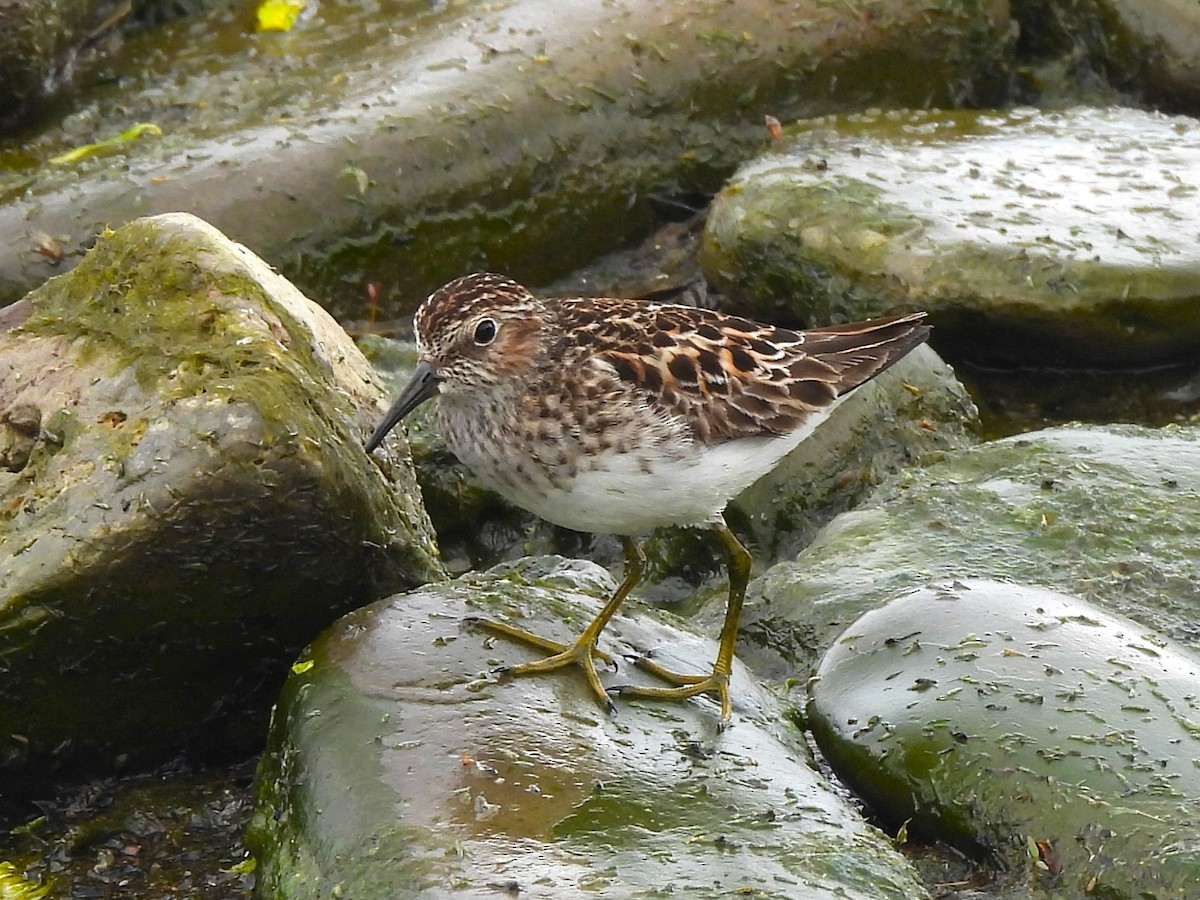 Least Sandpiper - ML619005399