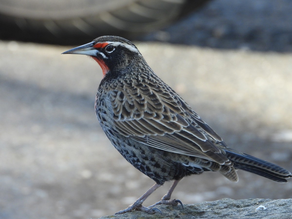 Long-tailed Meadowlark - Más Aves