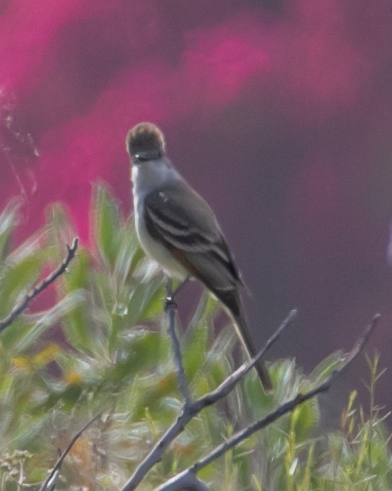 Ash-throated Flycatcher - Chris Tosdevin