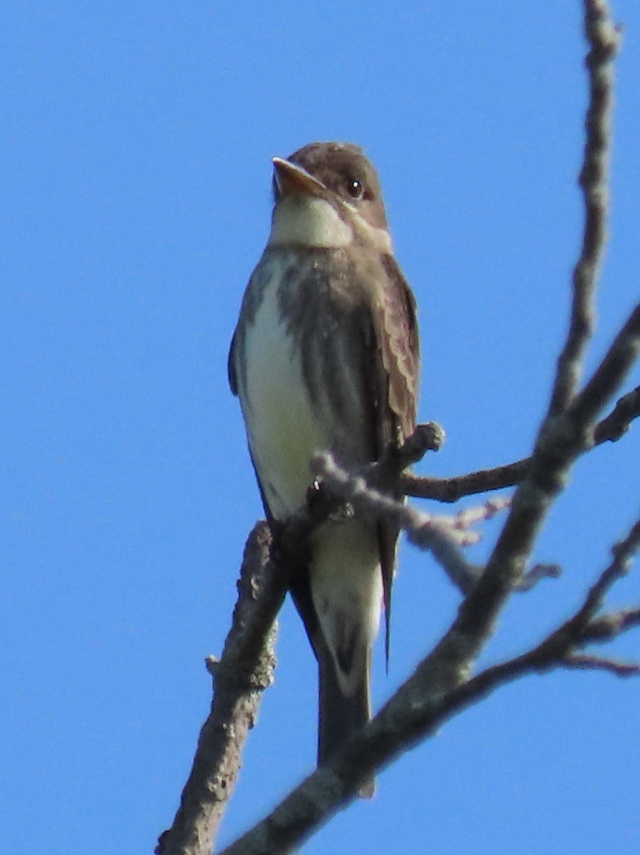 Olive-sided Flycatcher - Jon G.