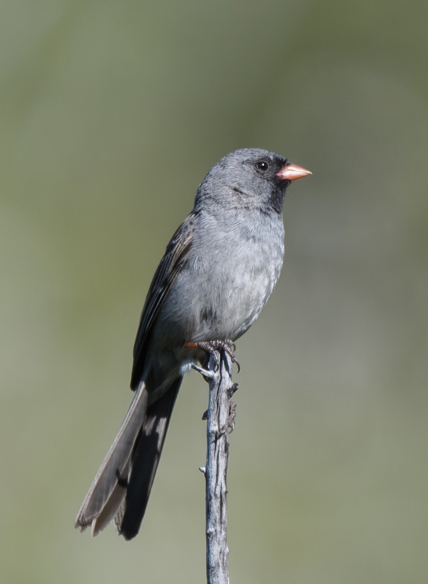 Bruant à menton noir - ML619005470