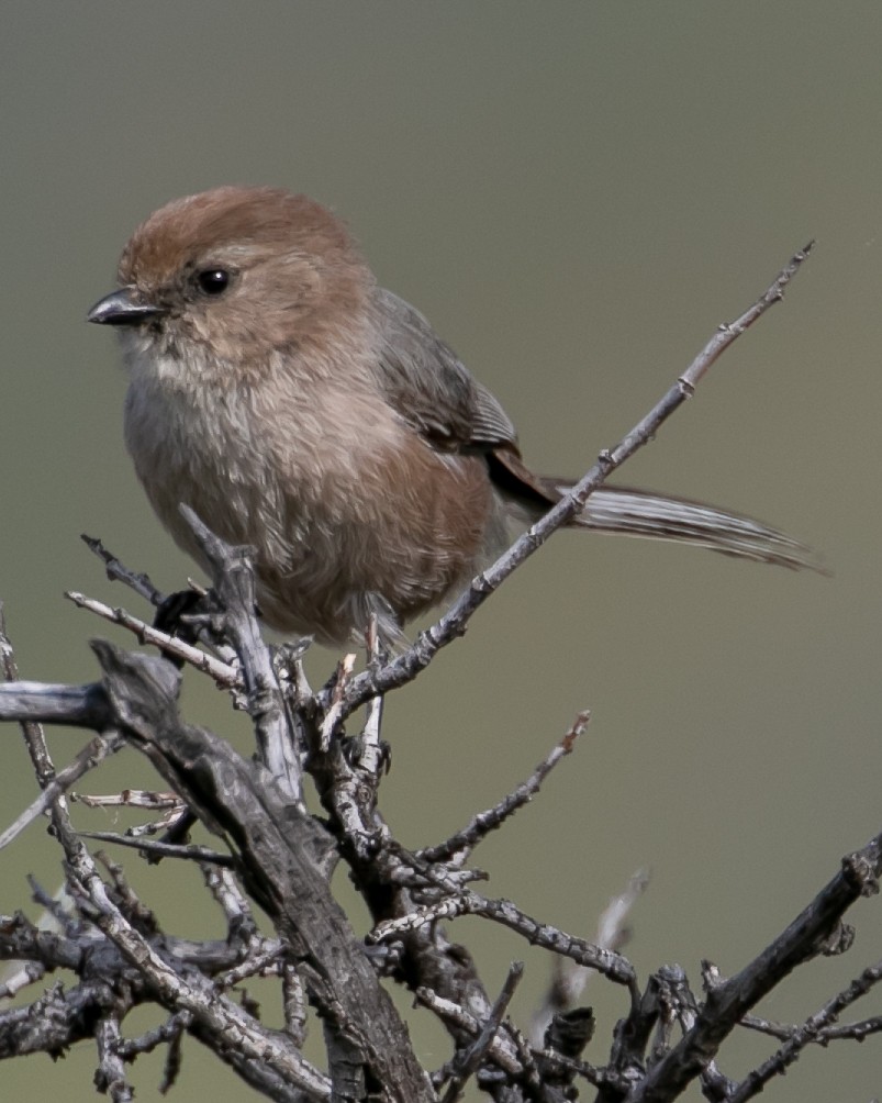 Bushtit - Chris Tosdevin