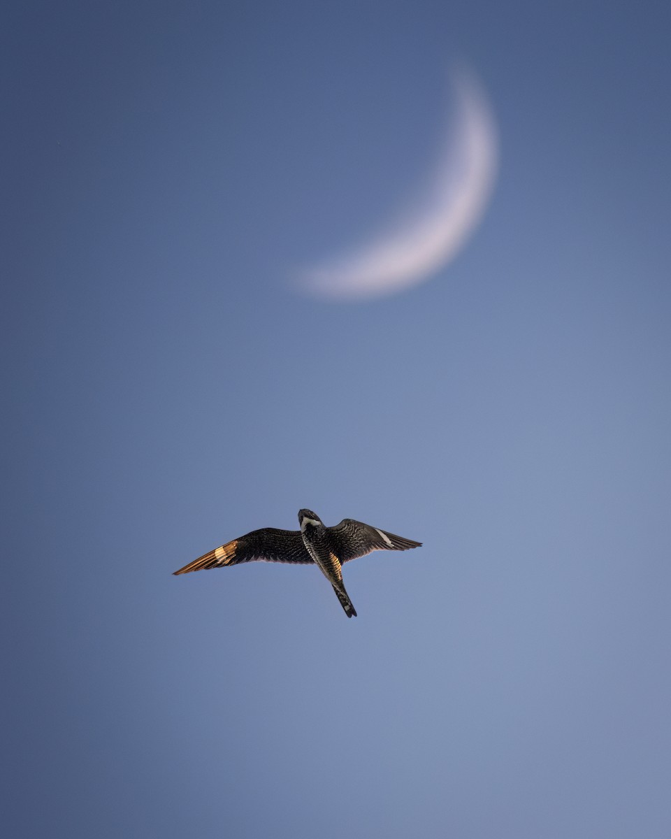 Common Nighthawk - Beau Cotter