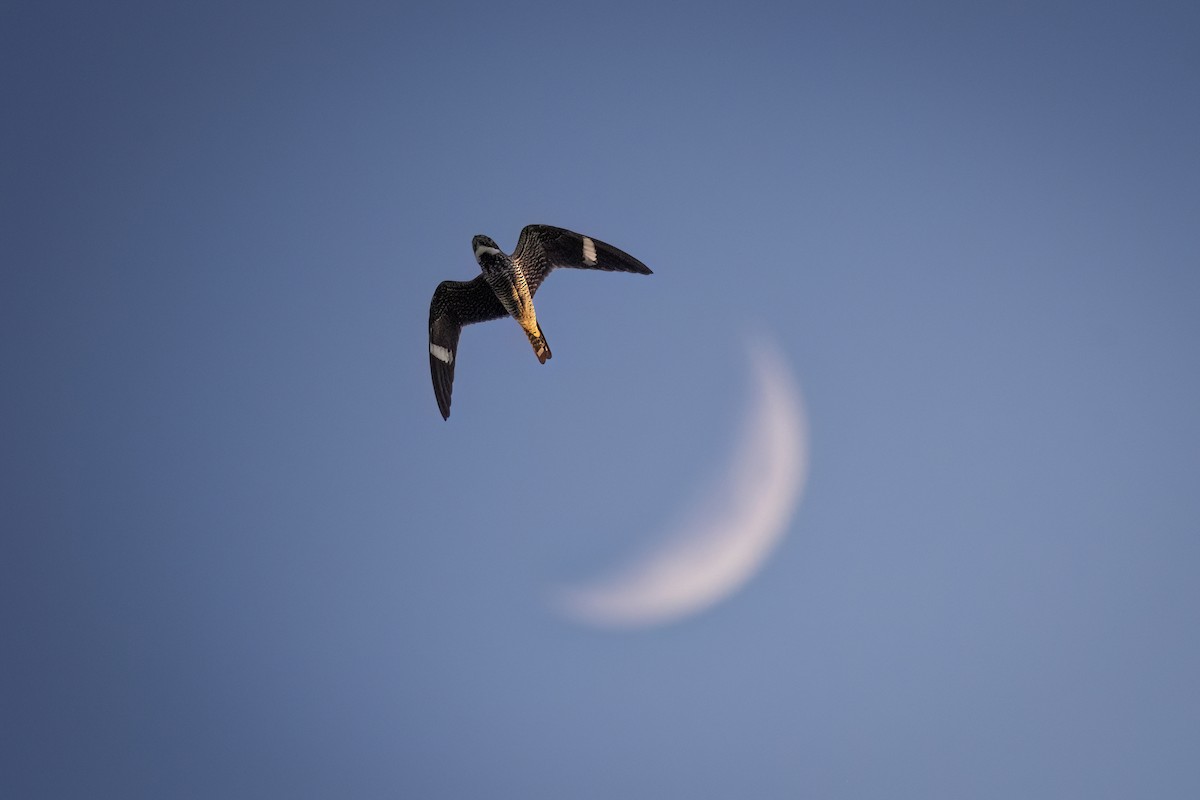 Common Nighthawk - Beau Cotter