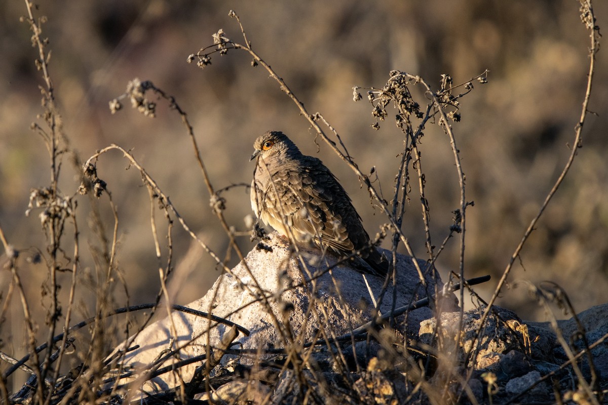 Bare-faced Ground Dove - ML619005487