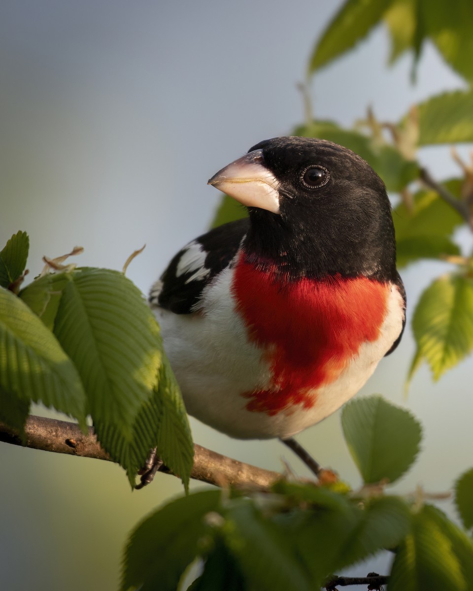 Rose-breasted Grosbeak - Beau Cotter