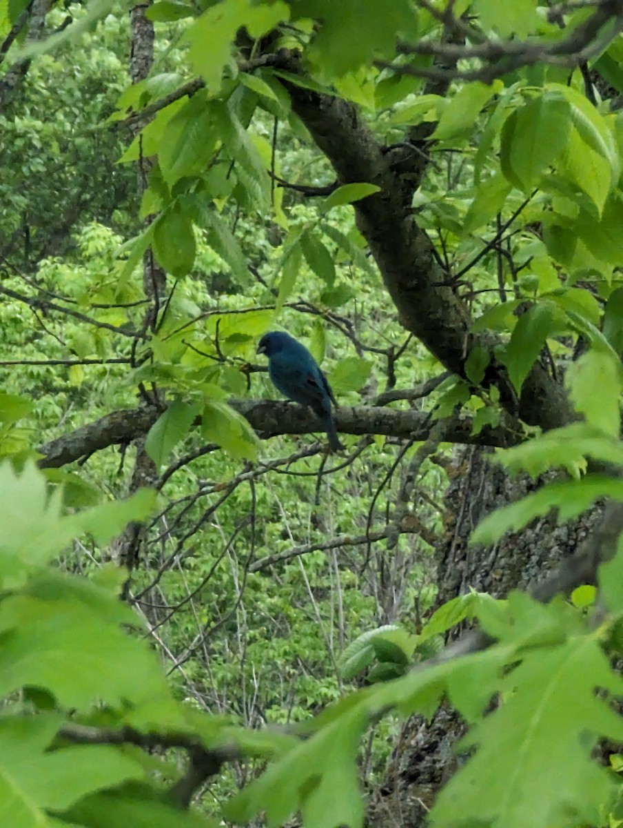 Passerin indigo - ML619005522