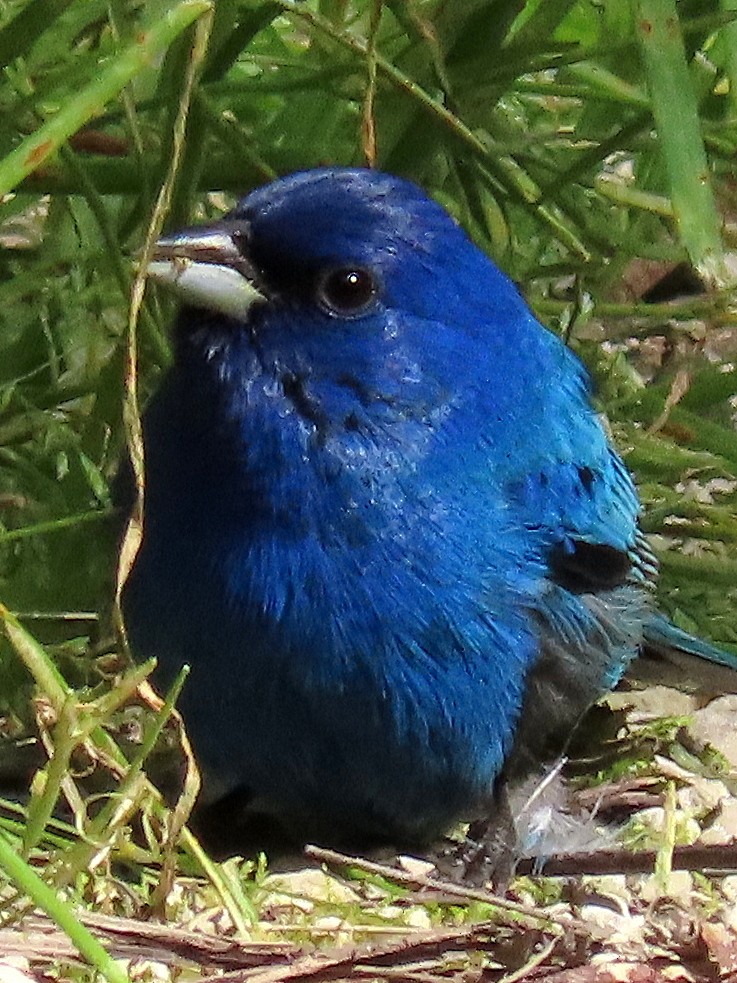 Indigo Bunting - Jon G.