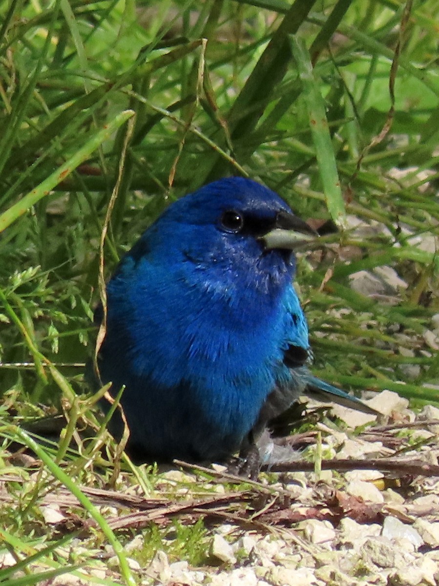 Indigo Bunting - ML619005533
