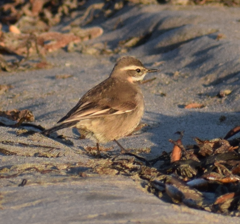 Buff-winged Cinclodes - Felipe Undurraga