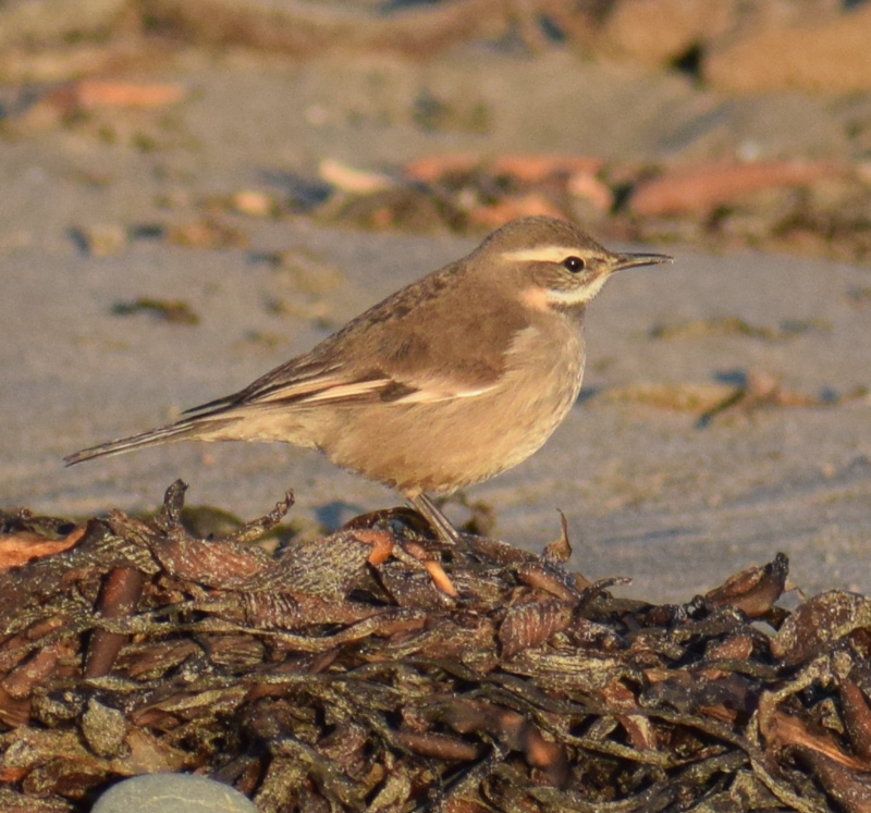 Buff-winged Cinclodes - Felipe Undurraga