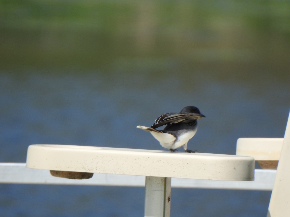 Eastern Kingbird - Liren Varghese