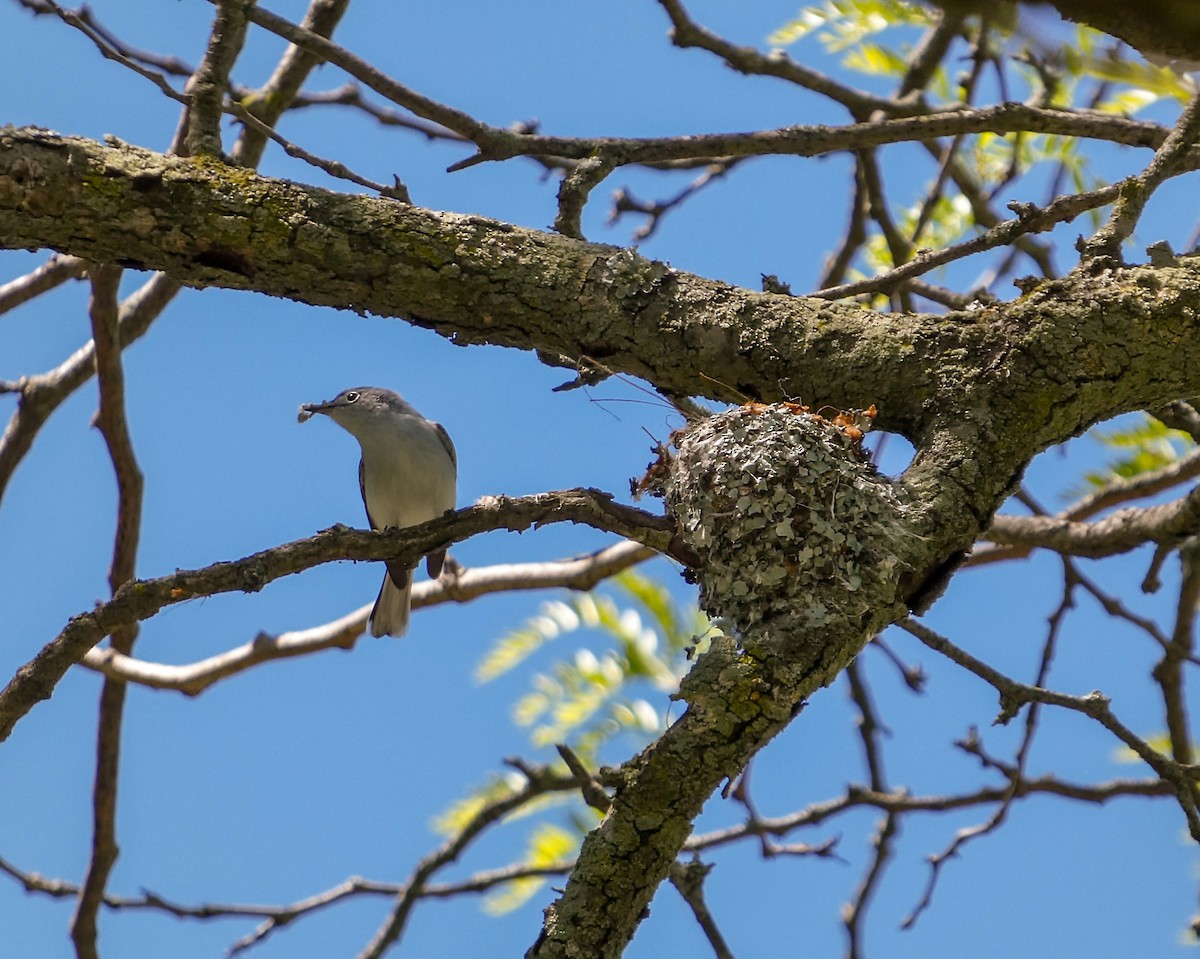 Blue-gray Gnatcatcher - Kathy L. Mock