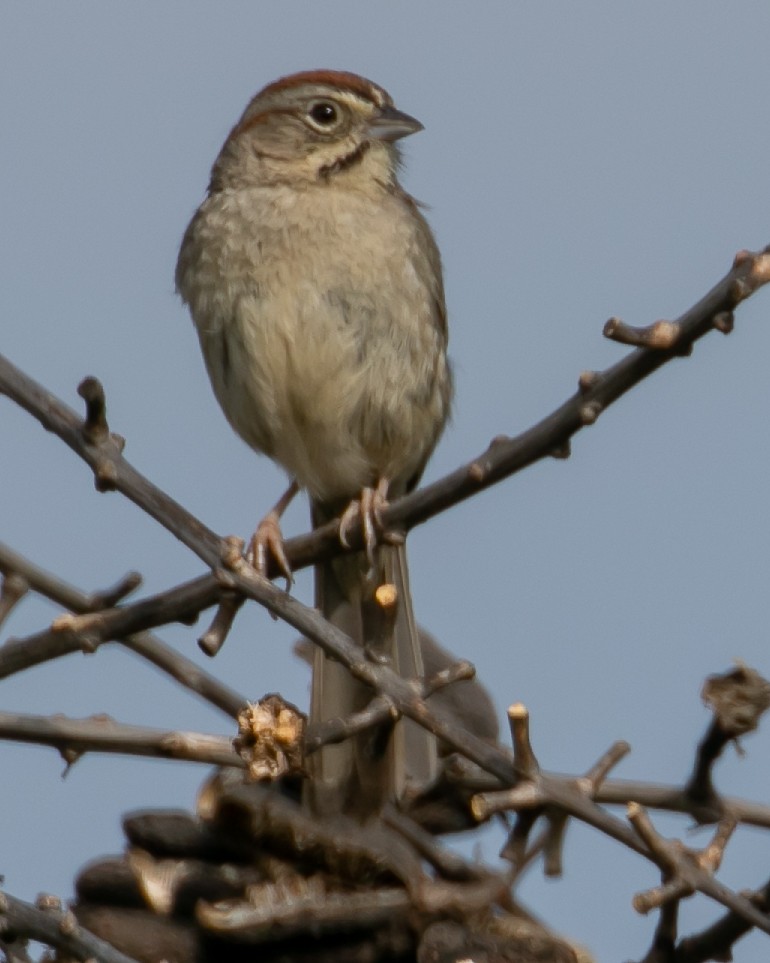 Rufous-crowned Sparrow - Chris Tosdevin