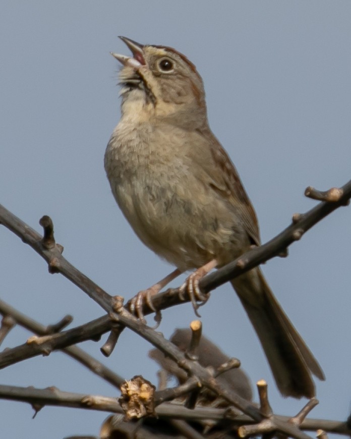 Rufous-crowned Sparrow - Chris Tosdevin