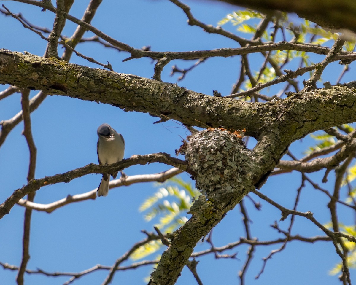 Blue-gray Gnatcatcher - Kathy L. Mock